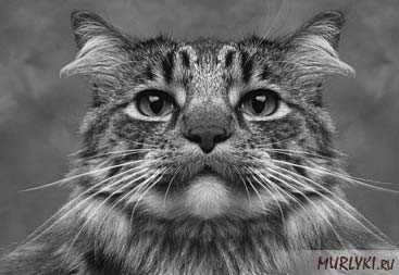 Зачем кошкам усы - для чего коту усы | Royal Canin