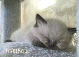 http://www.murlyki.ru/breed/siamese_kitten1.jpg